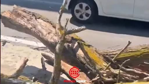İstasyon Mahallesi’nde Çürüyen Ağaç Yola Devrildi